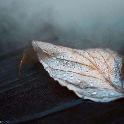 火狐官方网站下载手机版